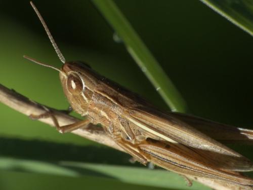 Euchorthippus sp.